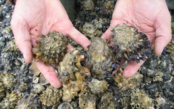 Healthy Pacific oysters at Taylor Shellfish Farms