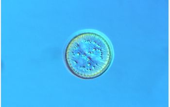 Diatom species <em>Cyclotella ocellata</em>