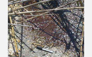 Oil from the Deepwater Horizon spill in marsh with a marker for scale.