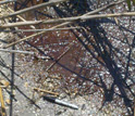 Oil from the Deepwater Horizon spill in marsh with a marker for scale.