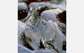 Bird covered with oil.