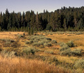 old lake bed in Yellowstone covered with grass and willows growing along its wet edges.