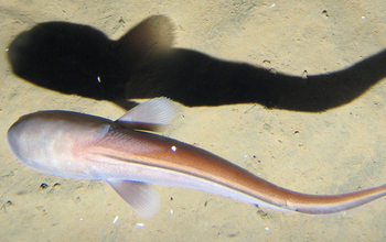 a cusk eel of the depths of the Marianas Trench