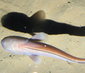 a cusk eel of the depths of the Marianas Trench