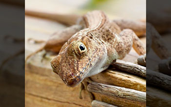 Tropical lizard species, the Puerto Rican crested anole