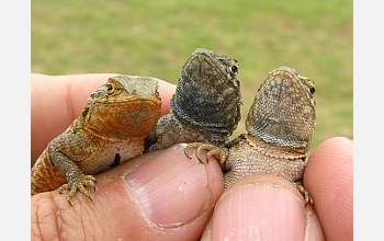 Scientists found that genetics underpins self-sacrificing behavior in some side-blotched lizards.