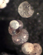 Foraminifera, microscopic floating organisms in Earth's oceans, hold clues to climate change