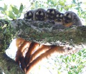 group of owl monkeys huddling,  with an infant  is huddled between the mother and father.