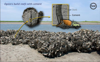 Oyster Reef-Building