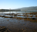 Photo of extensive oyster reefs that line Tomales Bay.