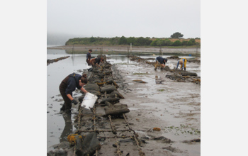 Photo of Bodega Marine Lab scientists collecting oysters for research in Tomales Bay.