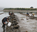 Photo of Bodega Marine Lab scientists collecting oysters for research in Tomales Bay.