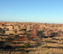 greens  in the rainy season in kalahari