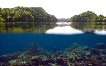 coral reefs