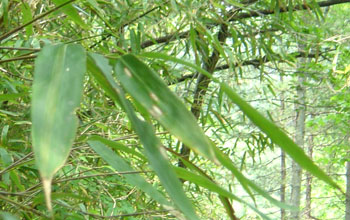 Close-up photo of bamboo leaves in western China.