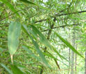 Close-up photo of bamboo leaves in western China.