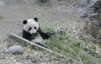 panda sitting in the grass