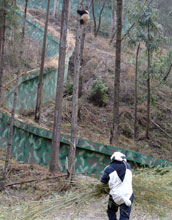 Man wearing panda suit walking toward a baby panda in a tree