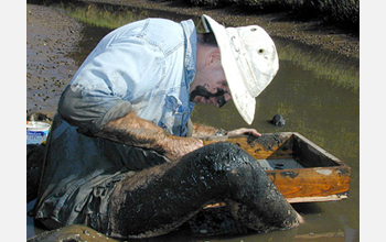 Photo of a researcher sifting sediment from an estuary for parasites.