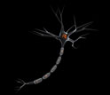 A nerve cell in the human brain (a neuron)