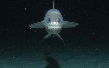 Fish living in the deep ocean
