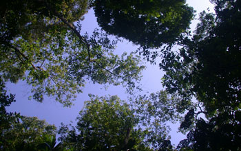 Photo looking up through a gap in the forest.