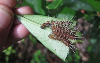 Photo of caterpillars feeding in a forest in Peru.