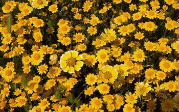 Photo of the bright yellow flowers of Burke's goldfields, found only in California's vernal pools.