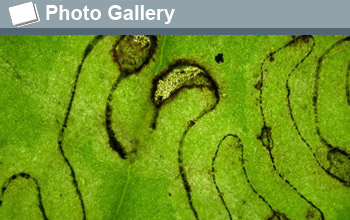 Image of a pattern created by a leaf miner insect with the words Photo Gallery.