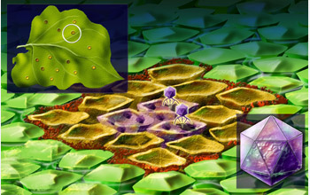 Depiction of virus invading plant cells