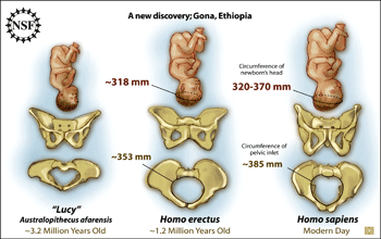 The female pelvic bones and babies of Lucy, <em>Homo erectus</em> and <em>H. sapiens</em>.