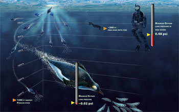 Scientists study penguin's physiology to learn how they can dive so deep.