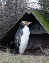 Yellow-Eyed Penguin