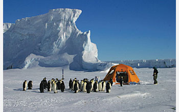 Photo of emperor penguins approaching field camp at Cape Washington, Antarctica