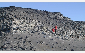 Penguin researchers at Cape Royds