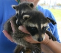 A Bay Area Disaster Animal Response Team (DART) member cares for two orphaned racoons.