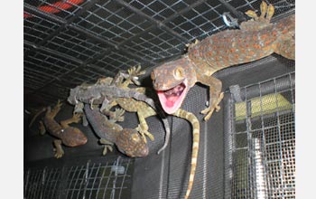 Photo of tokay geckos in a cage.