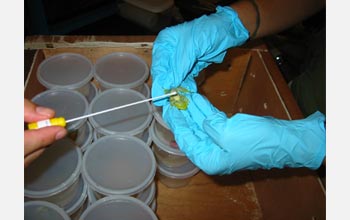 Photo of a scientist swabbing an imported tree frog for a deadly fungus infection.