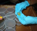 Photo of a scientist swabbing an imported tree frog for a deadly fungus infection.