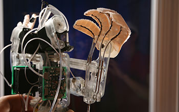Close up view looking at top side detail of Stickybot, a gecko-inspired robot