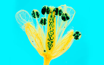 <em>Arabidopsis thaliana</em> with its pollen grains and ovaries stained blue