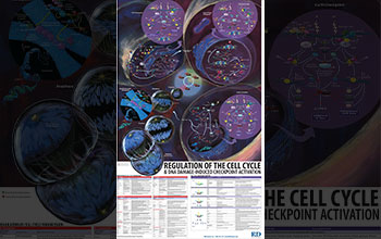 Inside cell nucleus, proteins act like quality control auditors, telling cell to copy and divide DNA