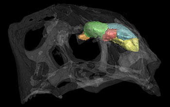CT scan showing brain cast and skull of modern woodpecker