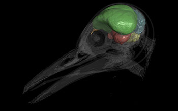 CT scan showing brain cast and skull of modern woodpecker