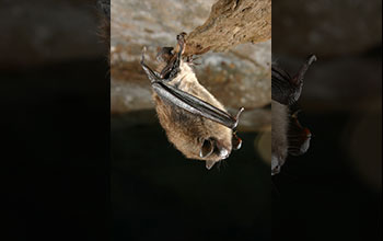 A little brown bat with white-nose syndrome