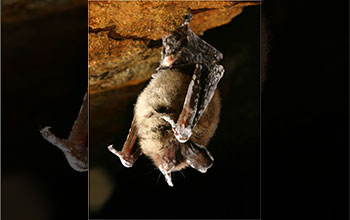 A northern long-eared bat infected with WNS