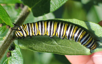 Photo of a monarch caterpillar.