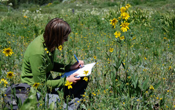 Photo of a research technician recording plant flowering in a high-elevation Colorado meadow.