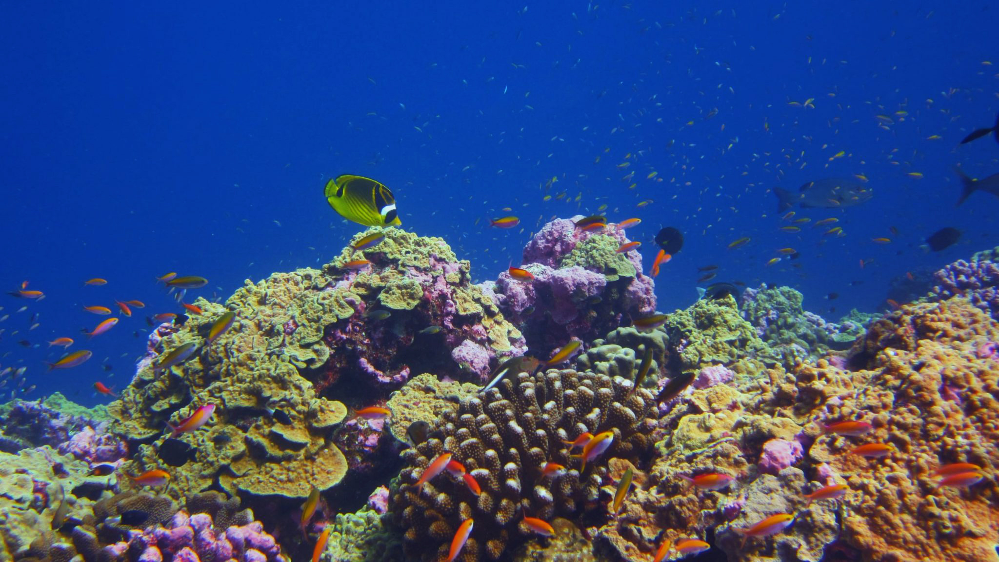 Healthy coral reef in Phoenix Islands Protected Area