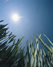 Photo of crops growing toward sun.